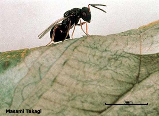 Pteromalus puparum (Linnaeus, 1758)